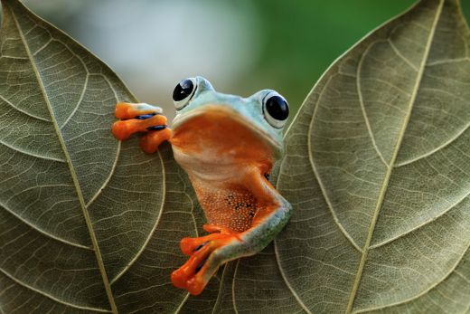 20 Fun Facts About Frogs - Interesting Frog Facts - Boozy Fox