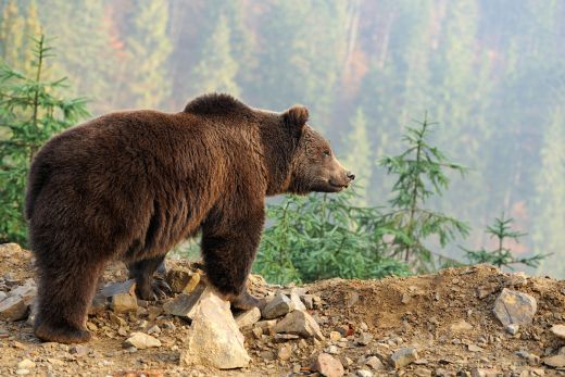 30 Fun Bear Facts | Interesting Facts About Bears - Discover 30 fun and interesting facts about bears. Learn cool bear trivia, from hibernation to record sizes, plus find funny bear shirts at Boozy Fox.