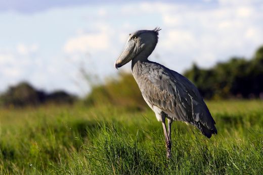 30 Fun Shoebill Facts - Interesting Shoebill Stork Facts - Boozy Fox