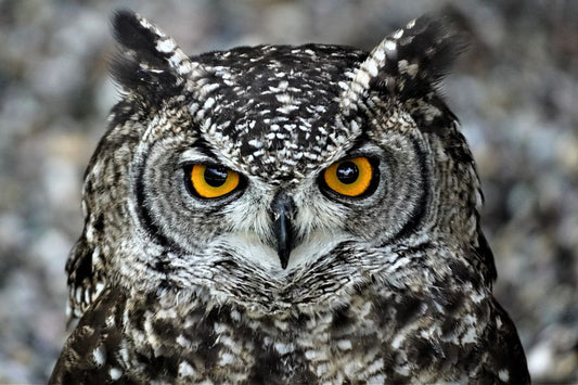 Fun Owl Facts - Interesting Facts About Owls - Discover fun and interesting facts about owls. Learn cool owl trivia and explore funny owl t-shirts for every bird lover at Boozy Fox.
