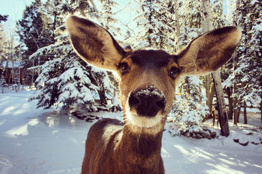 Fun facts about deer and interesting deer facts - Boozy Fox