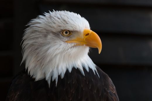 Fun Facts About Eagles - Interesting Eagle Facts - Boozy Fox