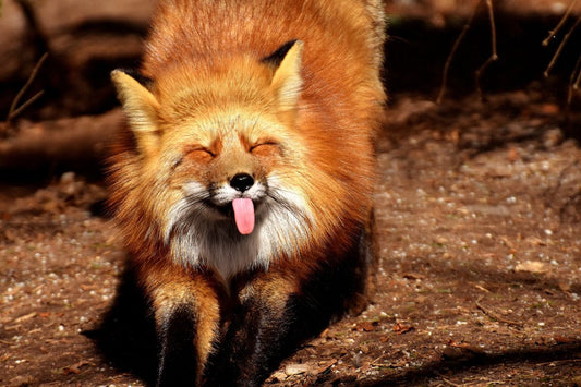 Dive into fun fox facts! Explore a whimsical journey through a treasure trove of facts about foxes that spark curiosity and captivate imagination. - Fun Facts About Foxes - Interesting Fox Facts - Boozy Fox