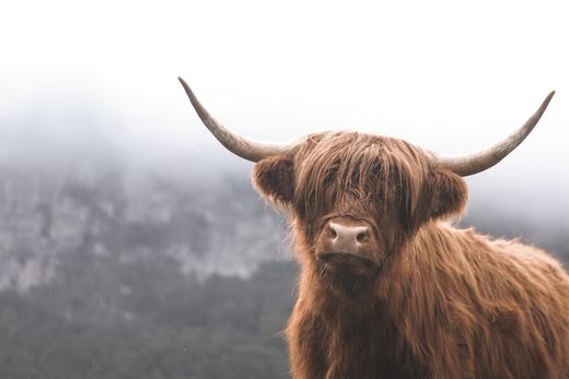 Funny highland cow facts fluffy hairy coo close up scottish cow
