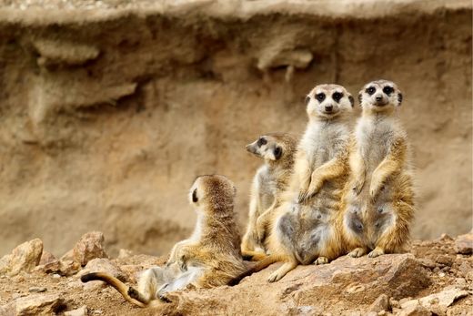 Dive into meerkat magic! Explore fun facts about meerkats - quirky antics, charming behaviors, and more! Your meerkat adventure starts here. - 30 Interesting Facts About Meerkats - Fun Meerkat Facts - Boozy Fox