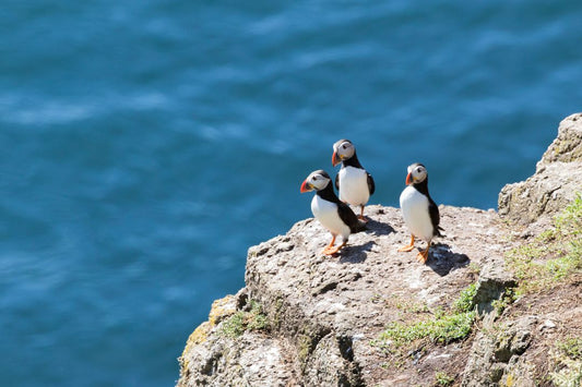 Fun Facts About Puffins - Interesting Puffin Facts - Boozy Fox