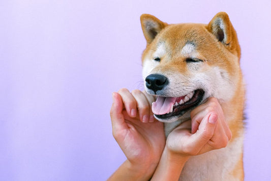 Fun Facts About Shiba Inus - Shiba Inu Facts - Boozy Fox